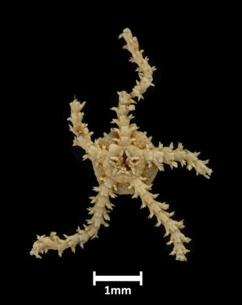Media type: image;   Invertebrate Zoology OPH-4983 Description: Bottom up view of single ophiuroid specimen with a scale bar.;  Aspect: ventral